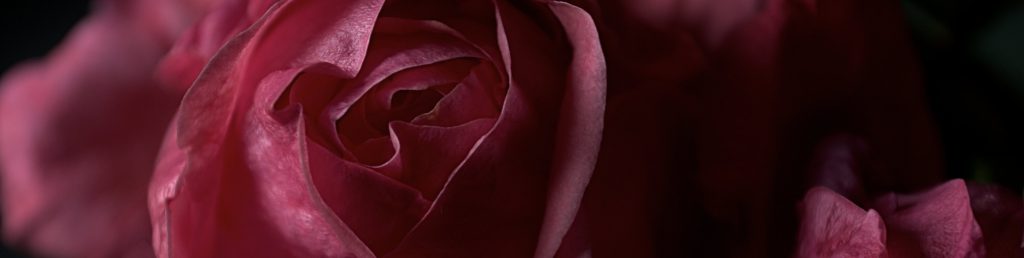 Detail deep pink rose against dark ground